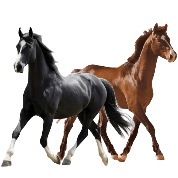 equinos