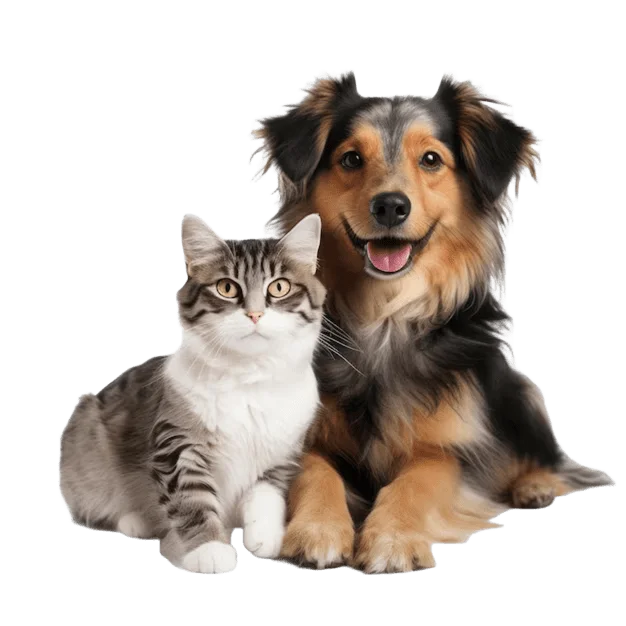 perro y gato